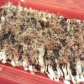 ∞くぅ∞'s cooksnap of when they made ＊ルクエde大阪豚玉☆お好み焼き＊.
