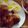 mcafe7372's cooksnap of when they made 手羽元の洋風煮込み.