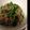 ゆきんこ417's cooksnap of when they made あじのなめろう.