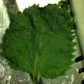 夜桜華's cooksnap of when they made 大葉の簡単保存.