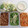 tomoko1006's cooksnap of when they made 旬の白菜食べるなら・・・生でしょ！.