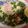 しょうこるん's cooksnap of when they made 自宅にある調味料で！和風ガパオライス.