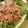 さぁ★たぁ★'s cooksnap of when they made トマトと豆のツナマヨサラダ.