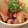 naomi125's cooksnap of when they made ☆-炊飯器で-☆　タコと大根の煮物.