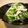 runa10's cooksnap of when they made やさしいお酢で♪ささみとカイワレの小鉢.
