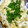 むねみき's cooksnap of when they made 超簡単！からしマヨ鮭のホイル焼き★.
