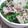 naomixx's cooksnap of when they made 夏向け！うまうま豚しゃぶおろし.