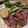 クック4TRTQ3☆'s cooksnap of when they made ローストビーフ　ソース込み.