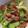 4katsu's cooksnap of when they made 豚とセロリのオイスターソース炒め.