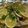 sanaena's cooksnap of when they made シャケのホイル蒸し.
