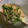さとみみけ's cooksnap of when they made めんつゆで簡単！タラの芽のおひたし.