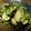 uri2215's cooksnap of when they made ゴーヤとナスのマヨ炒め.