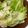 キュキュットさん's cooksnap of when they made キャベツ大量消費♡キャベツ簡単ピクルス.