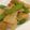Tarorieko's cooksnap of when they made じゃが芋･絹さや･豚肉のみそバター炒め.