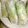 詩絵瑠's cooksnap of when they made まぐろの生春巻き.