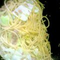 キャナチャン's cooksnap of when they made 簡単　キャベツとツナのパスタ.