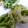 はーとねこ's cooksnap of when they made 新タマネギと菜の花の天ぷら‼.