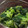 ちむちむ♪'s cooksnap of when they made ターサイの胡麻和え.