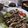 kana421's cooksnap of when they made 鶏肉の醤油麹焼き.