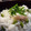 かよひこ's cooksnap of when they made みょうがと枝豆のまぜ寿司.