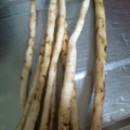 灯籠猫's cooksnap of when they made 簡単♪ごぼうの皮のこそげ方.