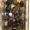 よしみ☆★'s cooksnap of when they made 少量の水で♪あさりの砂抜き.