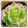kiiyno's cooksnap of when they made 簡単3分で！お弁当に♪もやしのおひたし.