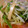 ciao_peach's cooksnap of when they made もやしのさっぱり中華あえ♪.