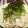 Satoco❋'s cooksnap of when they made つまみに白滝明太子.