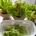 かっちゃん杉's cooksnap of when they made リボベジ 根付きレタスを育てて収穫しよう.