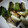 Cosmos's cooksnap of when they made 簡単！甘〜い長ネギだけの照り焼き.