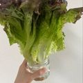 L.R's cooksnap of when they made 簡単‼長持ち‼サニーレタスの保存法.