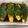 ☆ayami☆26's cooksnap of when they made 焼いてタレに漬けるだけ!大葉なす.