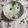yesmama's cooksnap of when they made 豆ご飯　うすいえんどう.