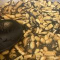 作るの苦手なの's cooksnap of when they made ☆ひじきの煮物☆.