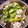 J_son's cooksnap of when they made ◇春色♪南高梅でささみと胡瓜の和え物♪◇.