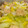 賄いのおばちゃん's cooksnap of when they made 鶏団子と白菜の煮浸し.