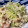 ゆきorange04's cooksnap of when they made もやしとキャベツのわさびマヨ和え.