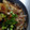 あかぷり's cooksnap of when they made 簡単☆焼くだけ★ネギのせ油揚げ.