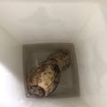 こつゆ514's cooksnap of when they made 生姜・蓮根の持たせ方♫.