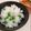 epion's cooksnap of when they made 冷凍でも美味しいグリンピースご飯❤豆ご飯.