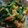 pegu0404's cooksnap of when they made 10分でできる！ピリ辛にら玉炒め.