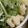 Cony◎'s cooksnap of when they made カリフラワーの色良い茹で方.