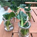 こつゆ514's cooksnap of when they made キッチンガーデン 🥬小松菜.