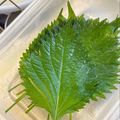 QPはにー's cooksnap of when they made 大葉の保存.