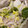 クックSK9BX1☆'s cooksnap of when they made 豚バラと白菜のミルフィーユ煮.