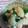 のりまきさんち。's cooksnap of when they made ルクエde鶏ささみと小松菜の中華風炒め.