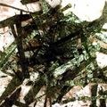 jerry0709's cooksnap of when they made 細切り大根とホタテ貝柱のサラダ.