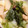ふじっこ210's cooksnap of when they made ずぼら派かぶの煮物.