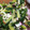 naaay♡r3's cooksnap of when they made わけぎで簡単ぬた.